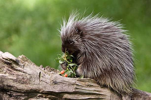 Photo of Porcupine eating on a tree branch