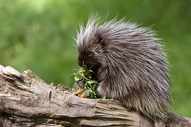 A porcupine sits on a log and eats berries.