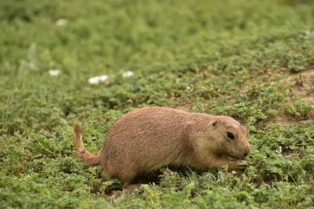 Hungry prairie dog picking through green vegetation for favorable leaves.
