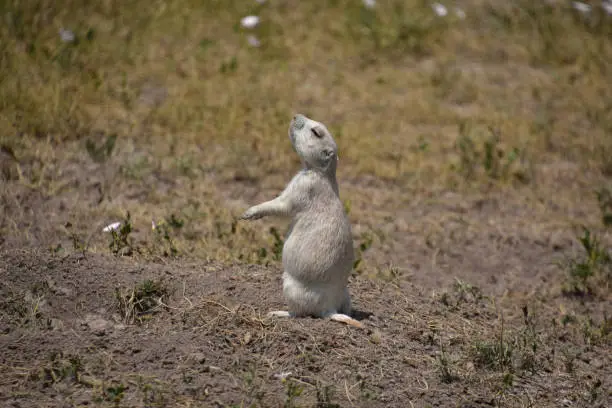 Adorable prairie dog with his nose up in the air on the prairie.