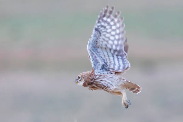 istock Flying owl. Little owl. Nature background. 1345352824