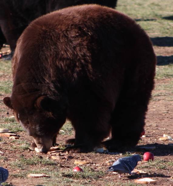 istock Bear and pigeon eating 1345352840