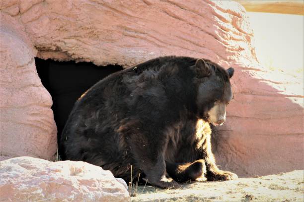 медведь за пределами пещеры - cave bear стоковые фото и изображения