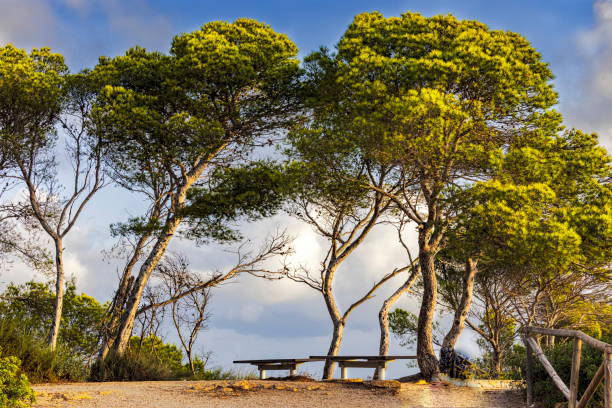 istock Scottish pine trees at the beautiful Cap Negre. 1345353547