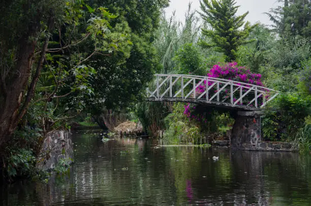 Photo of Beautiful water scene, bridge over a canal in Xochimilco, Mexico