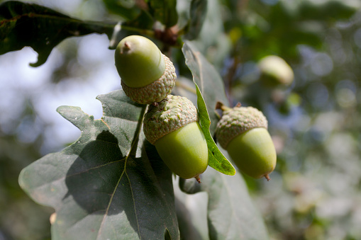 Acorns of german oak tree