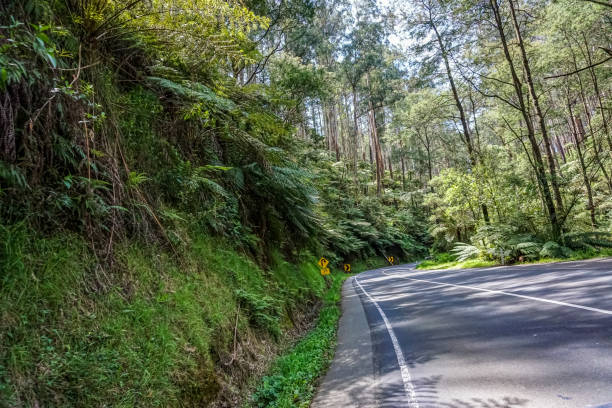 istock A road through the densely overgrown forest in Australia. 1345354460