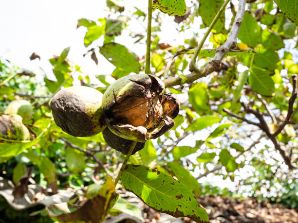 istock natural ripe walnut inside green husk over roof 1345356967
