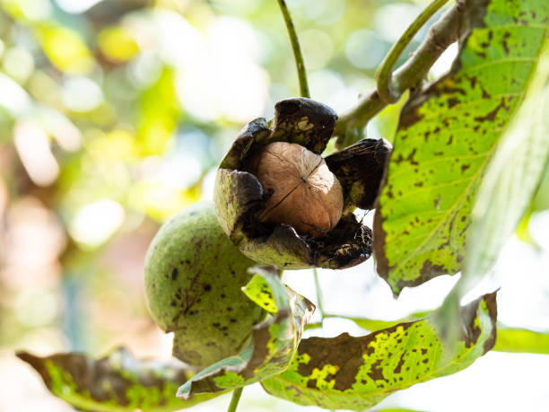 istock ripe walnut inside green husk closeup on tree twig 1345356970