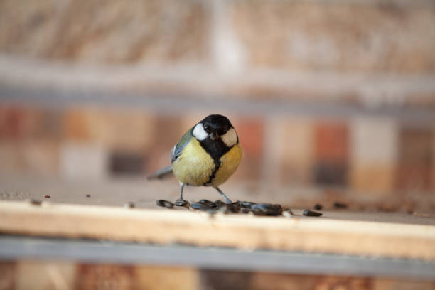istock Tit on blurred background near sunflower seeds 1345356976