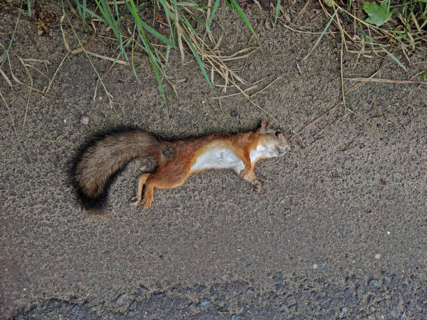 istock Dead squirrel lying on the ground next to the asphalt 1345357104