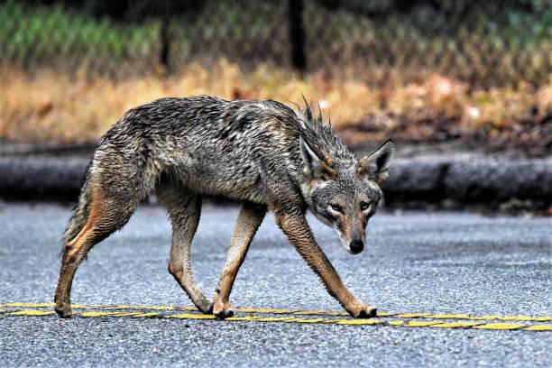istock Urban Coyote on the Prowl 1345357212