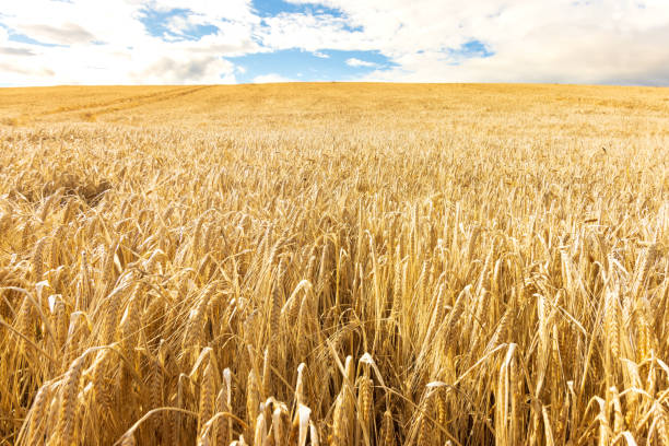 golden barley crops - barley grass fotos imagens e fotografias de stock