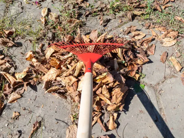 point-of-view of cleaning backyard from fallen leaves with fan rake on sunny autumn day