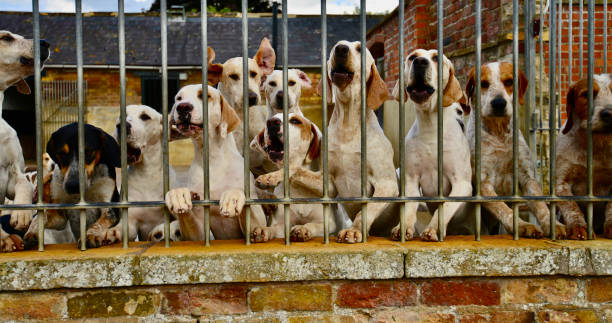 istock English Hunting Dogs 1345361522