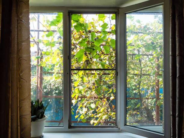 istock view of vineyard outside open window in autumn 1345361942