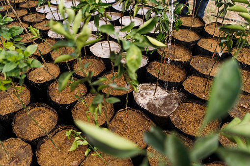 Many growing plants in plastic pots being watered at a plant nursery.