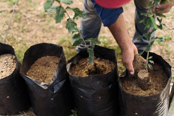 istock Male worker putting dirt in plant pot 1345362606