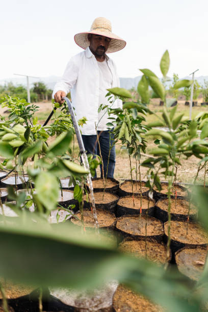istock Male worker watering plants in plastic pots 1345362630