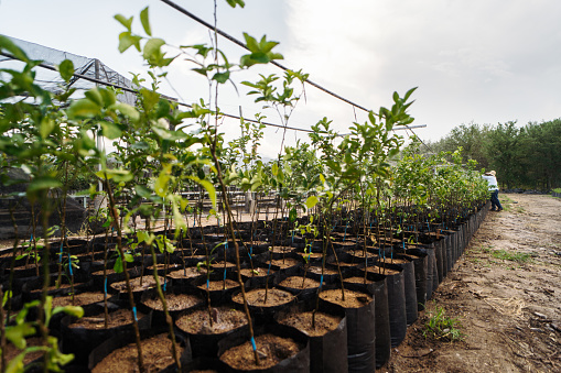 Rows of plants in plastic pots being taken care for at a plant nursery.