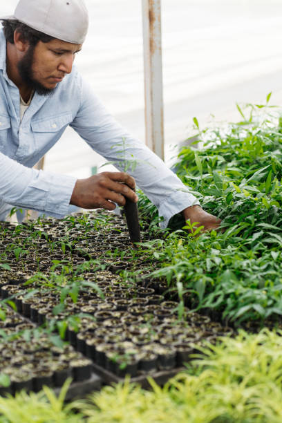 istock Hardworking hispanic worker making holes and planing plants 1345362777