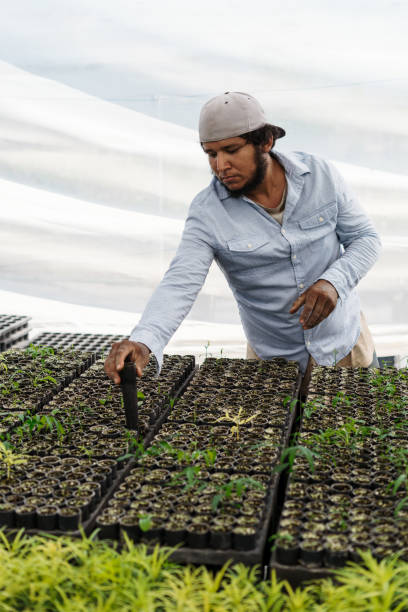istock Latin male working making holes to plant 1345362823