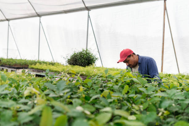 istock Latin male worker checking plants at plant nursery 1345362828