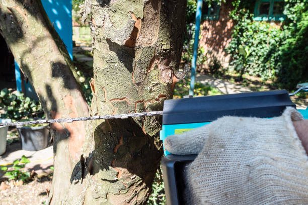 istock sawing a quince tree trunk with electric chain saw 1345363057