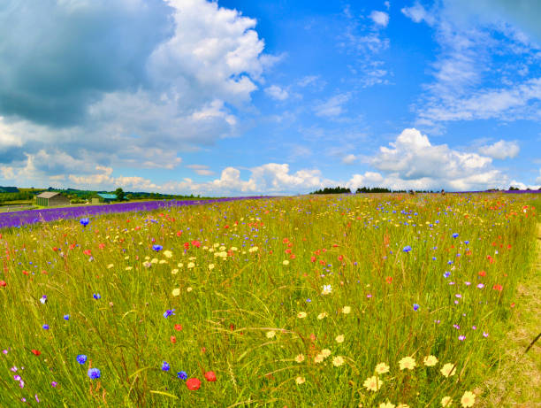 Young Couple relaxing in Mountain meadow in beautiful Nature
