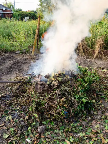 cut twigs and stems of plants removed from garden are smoldered at stake in autumn evening