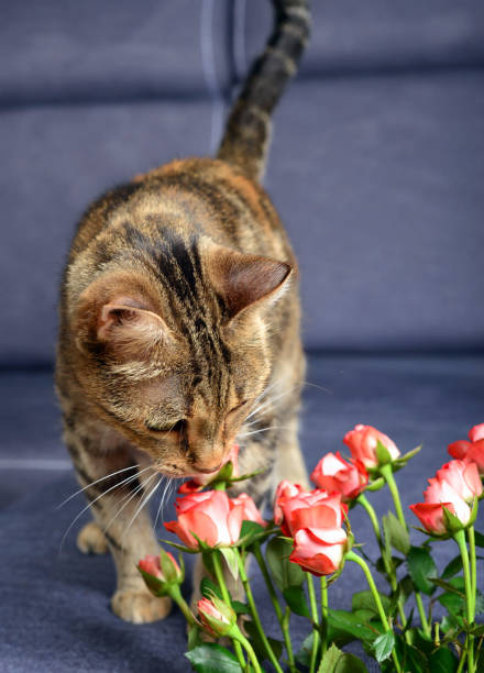 Cute domestic tabby cat is sitting on a blue grey sofa with pink roses