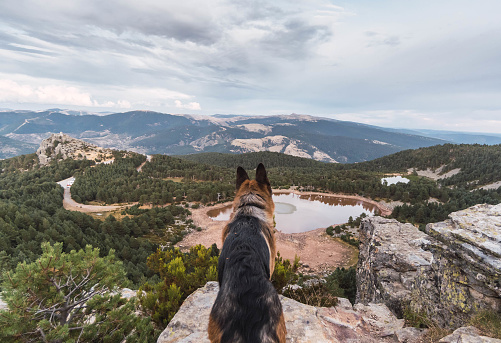 rear view of german shepherd in a lake and mountains landscape in Neila, Castile and León, Spain
