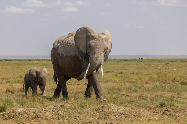 istock An Elephant in Africa 1345364701