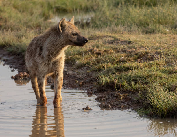 istock Hyena in the Mara, Africa 1345364754
