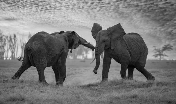 istock An Elephant in Africa 1345364895
