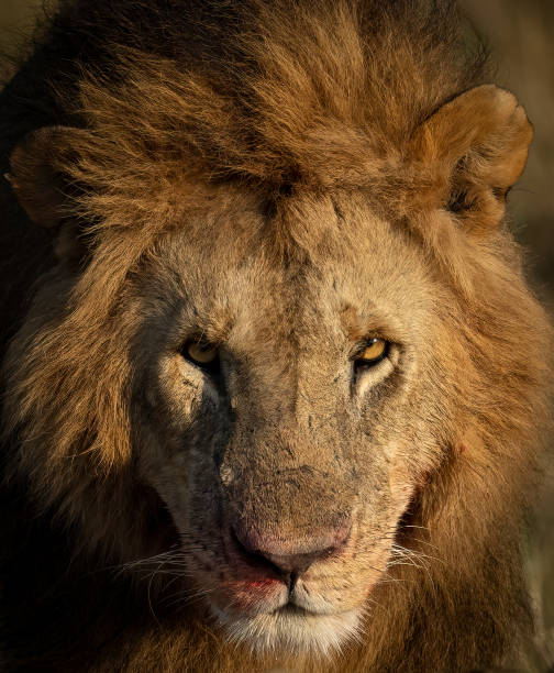 istock A Male Lion in the Maasai Mara 1345365004