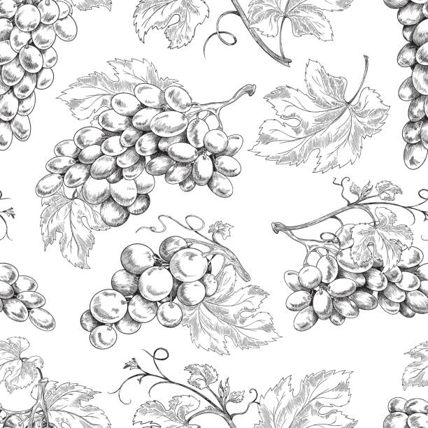 illustrations, cliparts, dessins animés et icônes de motif vectoriel noir et blanc sans couture avec des vignes, des branches de raisin et des feuilles. - grape bunch fruit stem