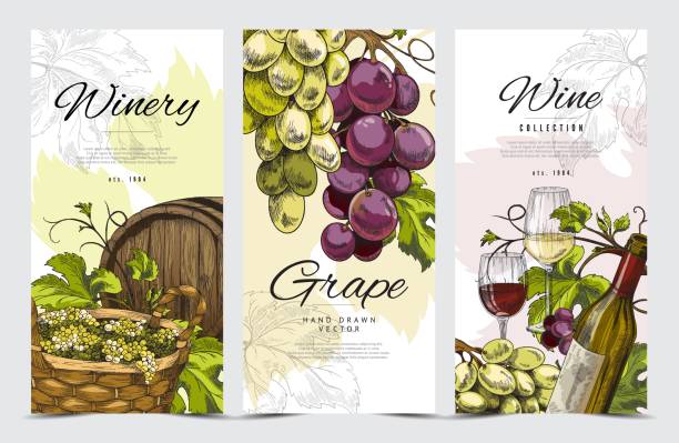 karty lub ulotki do sklepu z winiarstwem i ilustracją wektorową do produkcji wina. - winery stock illustrations