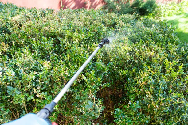 point-of-view of spraying boxwood bushes with pesticide in backyard