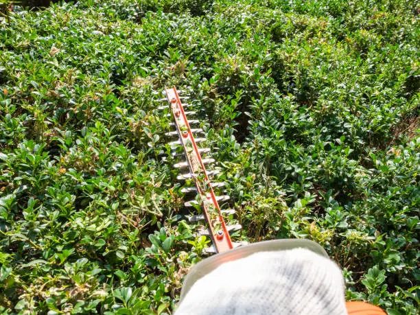 blade of electric hedge trimmer trims boxwood on sunny summer day