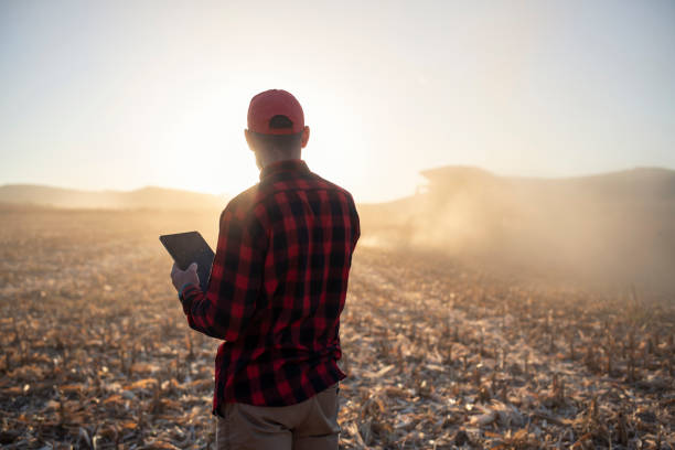 istock Farmer On Field During Corn Harvesting. 1345365369