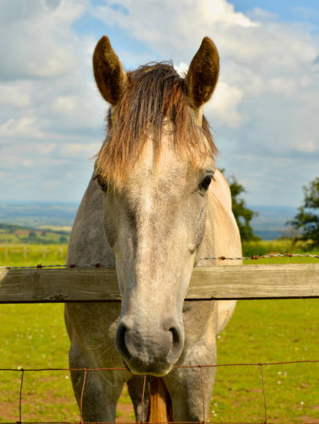 istock Horse in an English Pasture 1345366284