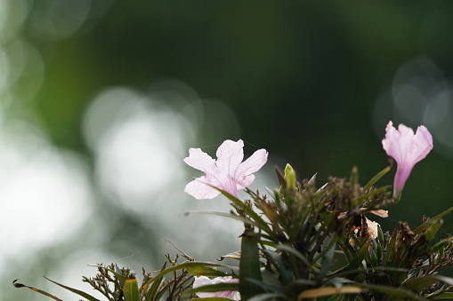 A picture of a flower in a garden.