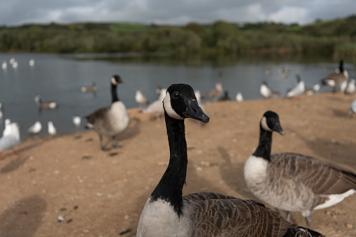 Wild goose at a lake in Cornwall UK looking for food