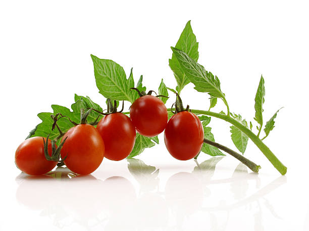 istock Ripe red tomatoes on the vine isolated on white 134536885