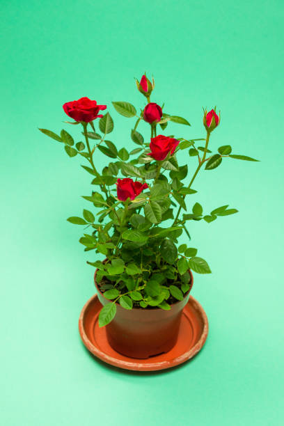 istock Red roses in a pot on  green background. Copy space. 1345368945