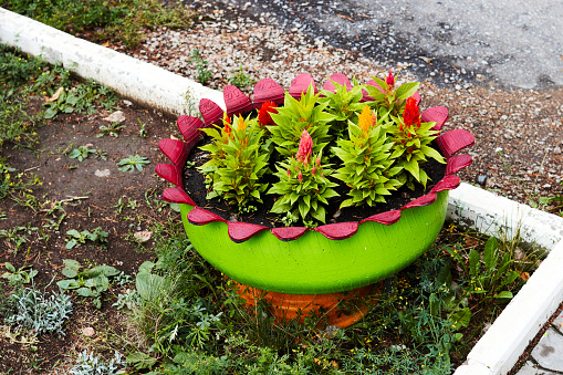 plants on flower bed made from an old car tire next to the sidewalk