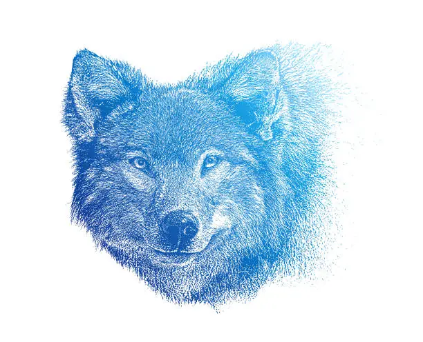 Vector illustration of Close-up of Gray Wolf head