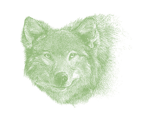 Vector illustration of a Gray Wolf face. Cut out.