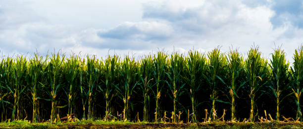 istock Panorama landscape with green corn, blue sky 1345371296